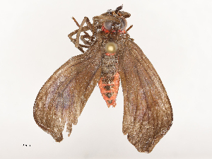  ( - CBG-B15690-D04)  @11 [ ] CreativeCommons - Attribution Share - Alike (2025) CBG Photography Group Centre for Biodiversity Genomics