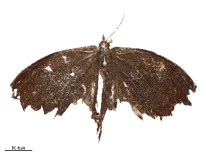  (Taygetomorpha leuctra - CBG-B19438-B05)  @11 [ ] CreativeCommons - Attribution Share - Alike (2025) CBG Photography Group Centre for Biodiversity Genomics