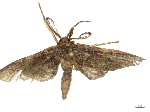  (Massala ernestina - CBG-B19438-G10)  @11 [ ] CreativeCommons - Attribution Share - Alike (2025) CBG Photography Group Centre for Biodiversity Genomics