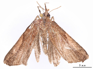  ( - CBG-B19498-B05)  @11 [ ] CreativeCommons - Attribution Share - Alike (2025) CBG Photography Group Centre for Biodiversity Genomics