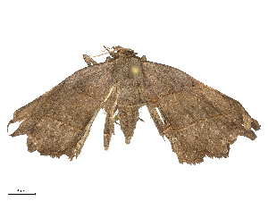  (Renodes phaeoscia - CBG-B19514-A04)  @11 [ ] CreativeCommons - Attribution Share - Alike (2025) CBG Photography Group Centre for Biodiversity Genomics