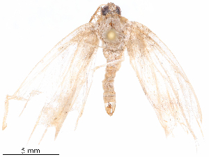  ( - CBG-B19598-C09)  @11 [ ] CreativeCommons - Attribution Share - Alike (2025) CBG Photography Group Centre for Biodiversity Genomics