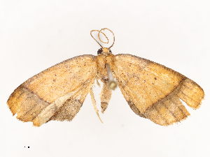  ( - CBG-B21859-D12)  @11 [ ] CreativeCommons - Attribution Share - Alike (2025) CBG Photography Group Centre for Biodiversity Genomics