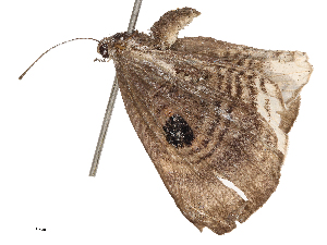  ( - CBG-B21859-G09)  @11 [ ] CreativeCommons - Attribution Share - Alike (2025) CBG Photography Group Centre for Biodiversity Genomics