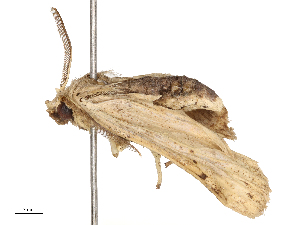  ( - CBG-B21975-A09)  @11 [ ] CreativeCommons - Attribution Share - Alike (2025) CBG Photography Group Centre for Biodiversity Genomics