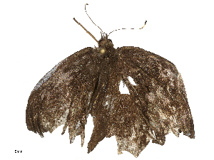  ( - CBG-B21975-B01)  @11 [ ] CreativeCommons - Attribution Share - Alike (2025) CBG Photography Group Centre for Biodiversity Genomics