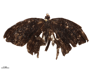  ( - CBG-B21975-B03)  @11 [ ] CreativeCommons - Attribution Share - Alike (2025) CBG Photography Group Centre for Biodiversity Genomics