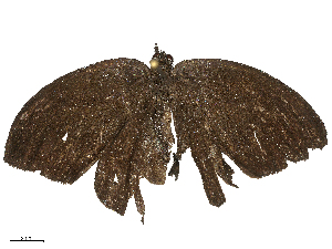  ( - CBG-B21975-B07)  @11 [ ] CreativeCommons - Attribution Share - Alike (2025) CBG Photography Group Centre for Biodiversity Genomics