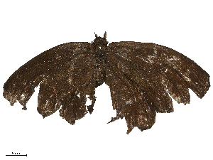  ( - CBG-B21975-B10)  @11 [ ] CreativeCommons - Attribution Share - Alike (2025) CBG Photography Group Centre for Biodiversity Genomics