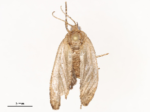  ( - CBG-B21975-B11)  @11 [ ] CreativeCommons - Attribution Share - Alike (2025) CBG Photography Group Centre for Biodiversity Genomics