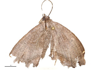  ( - CBG-B21975-C02)  @11 [ ] CreativeCommons - Attribution Share - Alike (2025) CBG Photography Group Centre for Biodiversity Genomics