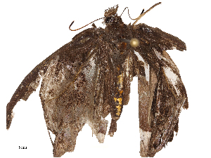  ( - CBG-B21975-C07)  @11 [ ] CreativeCommons - Attribution Share - Alike (2025) CBG Photography Group Centre for Biodiversity Genomics