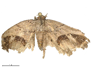  ( - CBG-B21975-C10)  @11 [ ] CreativeCommons - Attribution Share - Alike (2025) CBG Photography Group Centre for Biodiversity Genomics