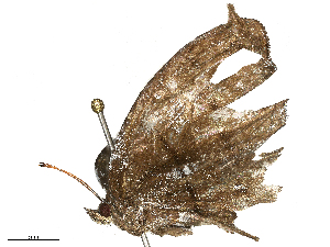  ( - CBG-B21975-G02)  @11 [ ] CreativeCommons - Attribution Share - Alike (2025) CBG Photography Group Centre for Biodiversity Genomics