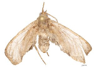  ( - CBG-B21975-G03)  @11 [ ] CreativeCommons - Attribution Share - Alike (2025) CBG Photography Group Centre for Biodiversity Genomics