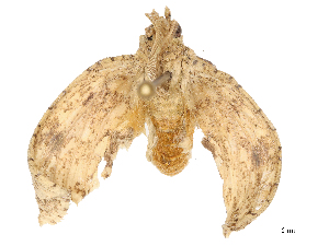  ( - CBG-B21975-G08)  @11 [ ] CreativeCommons - Attribution Share - Alike (2025) CBG Photography Group Centre for Biodiversity Genomics