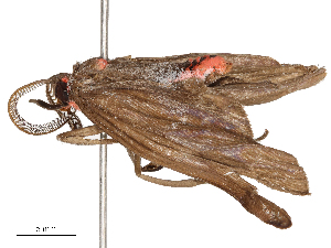  ( - CBG-B22363-A08)  @11 [ ] CreativeCommons - Attribution Share - Alike (2025) CBG Photography Group Centre for Biodiversity Genomics