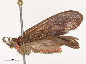  ( - CBG-B22363-B09)  @11 [ ] CreativeCommons - Attribution Share - Alike (2025) CBG Photography Group Centre for Biodiversity Genomics