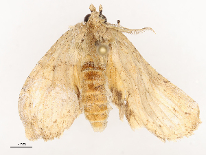  ( - CBG-B22363-C02)  @11 [ ] CreativeCommons - Attribution Share - Alike (2025) CBG Photography Group Centre for Biodiversity Genomics