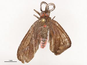  ( - CBG-B22363-C04)  @11 [ ] CreativeCommons - Attribution Share - Alike (2025) CBG Photography Group Centre for Biodiversity Genomics