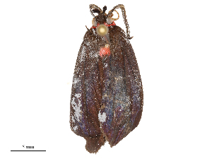  ( - CBG-B22363-D04)  @11 [ ] CreativeCommons - Attribution Share - Alike (2025) CBG Photography Group Centre for Biodiversity Genomics