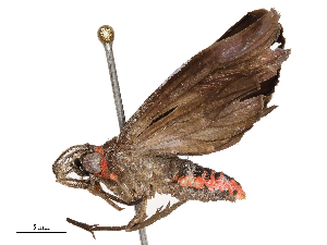  ( - CBG-B22363-D07)  @11 [ ] CreativeCommons - Attribution Share - Alike (2025) CBG Photography Group Centre for Biodiversity Genomics