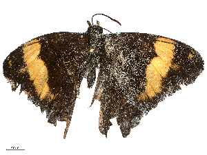  (Adelpha jordani - CBG-B22363-F02)  @11 [ ] CreativeCommons - Attribution Share - Alike (2025) CBG Photography Group Centre for Biodiversity Genomics
