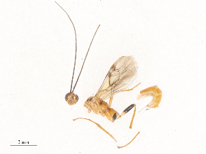  ( - CBG-B22365-D05)  @11 [ ] CreativeCommons - Attribution Share - Alike (2025) CBG Photography Group Centre for Biodiversity Genomics