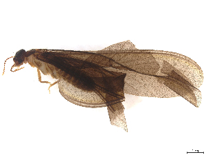  ( - CBG-B22365-H11)  @11 [ ] CreativeCommons - Attribution (2025) CBG Photography Group Centre for Biodiversity Genomics