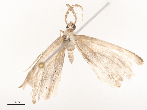  ( - CBG-B22368-G06)  @11 [ ] CreativeCommons - Attribution Share - Alike (2025) CBG Photography Group Centre for Biodiversity Genomics