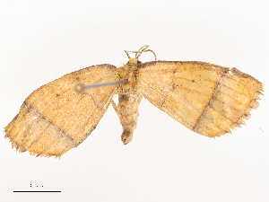  ( - CBG-B22375-B09)  @11 [ ] CreativeCommons - Attribution Share - Alike (2025) CBG Photography Group Centre for Biodiversity Genomics