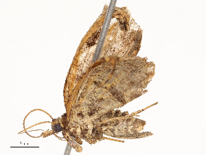  ( - CBG-B22375-F07)  @11 [ ] CreativeCommons - Attribution Share - Alike (2025) CBG Photography Group Centre for Biodiversity Genomics