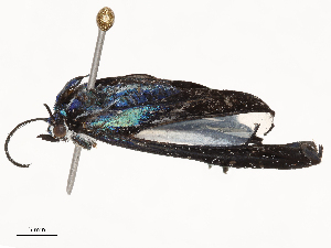  ( - CBG-B22376-D09)  @11 [ ] CreativeCommons - Attribution Share - Alike (2025) CBG Photography Group Centre for Biodiversity Genomics