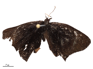  ( - CBG-B22377-A09)  @11 [ ] CreativeCommons - Attribution Share - Alike (2025) CBG Photography Group Centre for Biodiversity Genomics