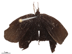  ( - CBG-B22377-A10)  @11 [ ] CreativeCommons - Attribution Share - Alike (2025) CBG Photography Group Centre for Biodiversity Genomics