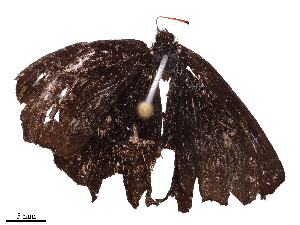  ( - CBG-B22377-B11)  @11 [ ] CreativeCommons - Attribution Share - Alike (2025) CBG Photography Group Centre for Biodiversity Genomics