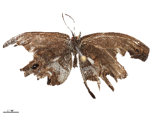  ( - CBG-B22377-C08)  @11 [ ] CreativeCommons - Attribution Share - Alike (2025) CBG Photography Group Centre for Biodiversity Genomics