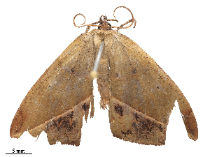  ( - CBG-B22377-C09)  @11 [ ] CreativeCommons - Attribution Share - Alike (2025) CBG Photography Group Centre for Biodiversity Genomics