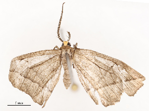  ( - CBG-B22379-D11)  @11 [ ] CreativeCommons - Attribution Share - Alike (2025) CBG Photography Group Centre for Biodiversity Genomics