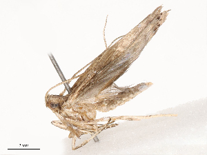  ( - CBG-B22385-E11)  @11 [ ] CreativeCommons - Attribution Share - Alike (2025) CBG Photography Group Centre for Biodiversity Genomics