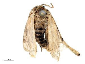  ( - CBG-B16043-E07)  @11 [ ] CreativeCommons - Attribution Share - Alike (2025) CBG Photography Group Centre for Biodiversity Genomics