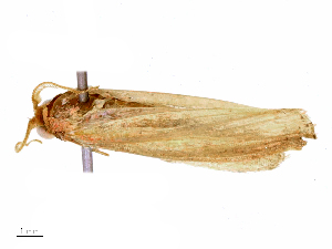  ( - CBG-B16043-F06)  @11 [ ] CreativeCommons - Attribution Share - Alike (2025) CBG Photography Group Centre for Biodiversity Genomics