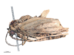  ( - CBG-B16153-B11)  @11 [ ] CreativeCommons - Attribution Share - Alike (2025) CBG Photography Group Centre for Biodiversity Genomics