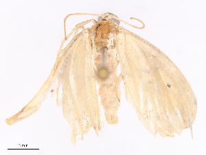  ( - CBG-B16516-G06)  @11 [ ] CreativeCommons - Attribution Share - Alike (2025) CBG Photography Group Centre for Biodiversity Genomics