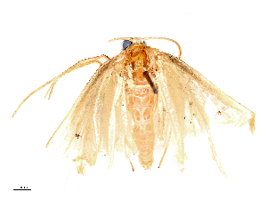  ( - CBG-B16528-A03)  @11 [ ] CreativeCommons - Attribution Share - Alike (2025) CBG Photography Group Centre for Biodiversity Genomics