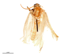  ( - CBG-B16528-A11)  @11 [ ] CreativeCommons - Attribution Share - Alike (2025) CBG Photography Group Centre for Biodiversity Genomics