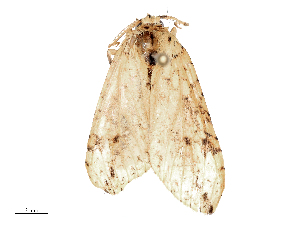  ( - CBG-B16528-F12)  @11 [ ] CreativeCommons - Attribution Share - Alike (2025) CBG Photography Group Centre for Biodiversity Genomics