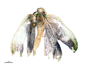  ( - CBG-B16536-H02)  @11 [ ] CreativeCommons - Attribution Share - Alike (2025) CBG Photography Group Centre for Biodiversity Genomics