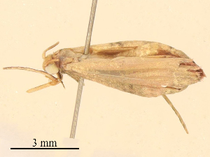  ( - CBG-B18108-E08)  @11 [ ] CreativeCommons - Attribution Share - Alike (2025) CBG Photography Group Centre for Biodiversity Genomics