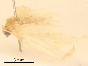  ( - CBG-B18108-F09)  @11 [ ] CreativeCommons - Attribution Share - Alike (2025) CBG Photography Group Centre for Biodiversity Genomics